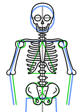 Step By Step Drawing A Skeleton - ClipArt Best