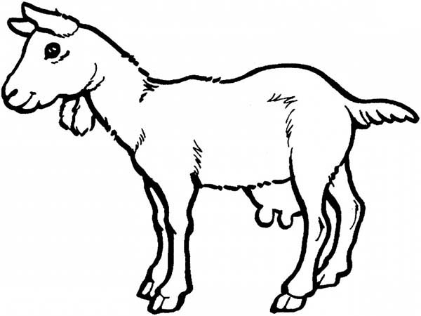 Goat Coloring Pages - ClipArt Best