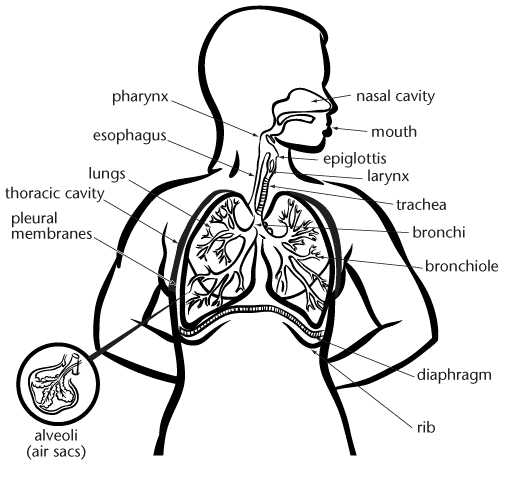 Respiratory System Drawing - ClipArt Best