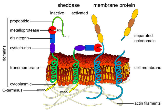 Proteases in angiogenesis - ClipArt Best - ClipArt Best