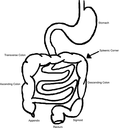 Intestine Diagram - ClipArt Best