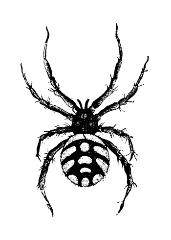 Drawing Of The Black Widow Clip Art, Vector Images & Illustrations ...