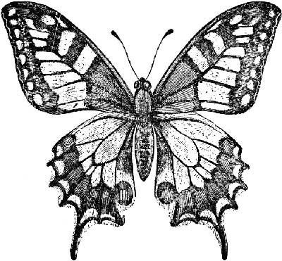 Butterfly Tracing - ClipArt Best