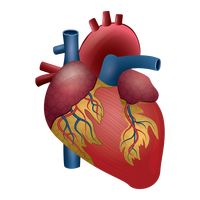 Internal Organs Heart - ClipArt Best