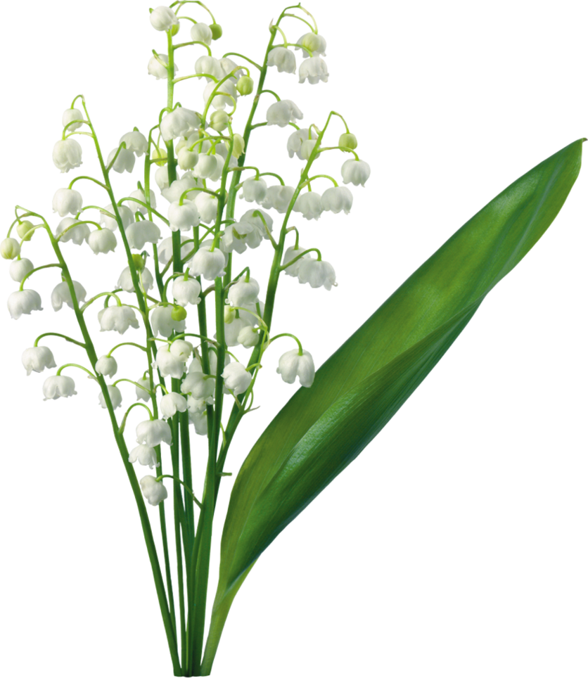 Lily Of The Valley Clipart - ClipArt Best