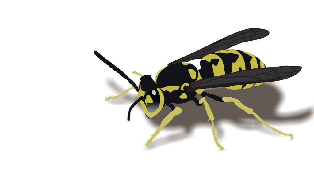 European Wasp - ClipArt Best - ClipArt Best