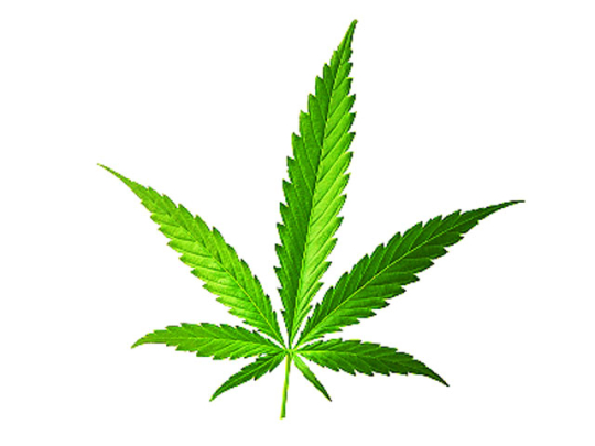 Weed Leafs - ClipArt Best