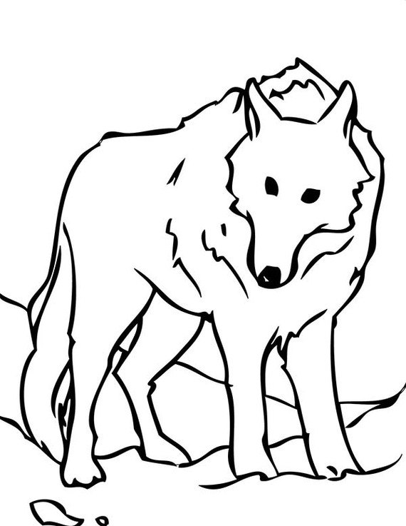 Arctic Wolf Drawing - ClipArt Best
