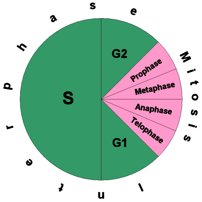 Cell Cycle Pie Chart, cell cycle diagram - Wellnessarticles.Net