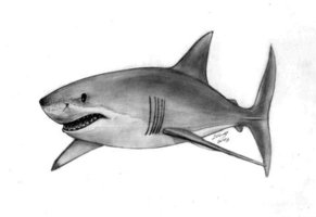 Great White Shark Drawings - ClipArt Best