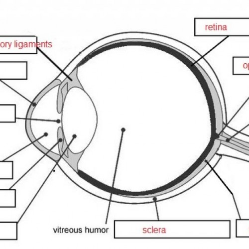 Unlabeled Eye Diagram - Human Anatomy Body Human Eye Diagram ...