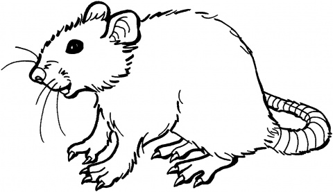 Rats coloring pages | Super Coloring - ClipArt Best - ClipArt Best