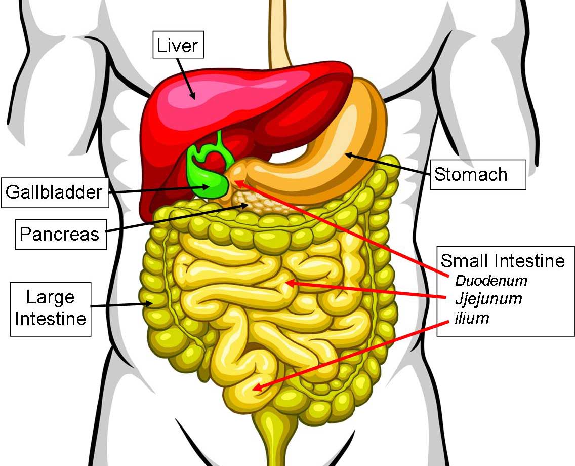 [DIAGRAM] Human Large Intestine Diagram - MYDIAGRAM.ONLINE
