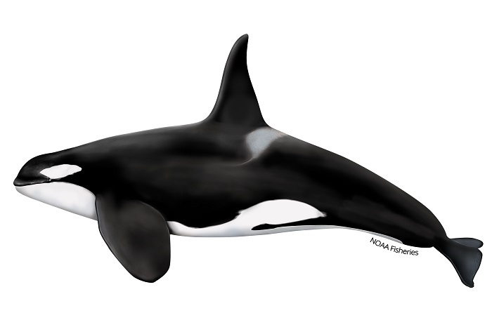 Killer Whale - ClipArt Best