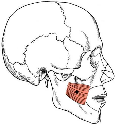 Anatomy & Physiology 264 > Driessner > Flashcards > OIA Muscles ...