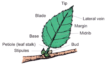 Plant Leaf Label - ClipArt Best