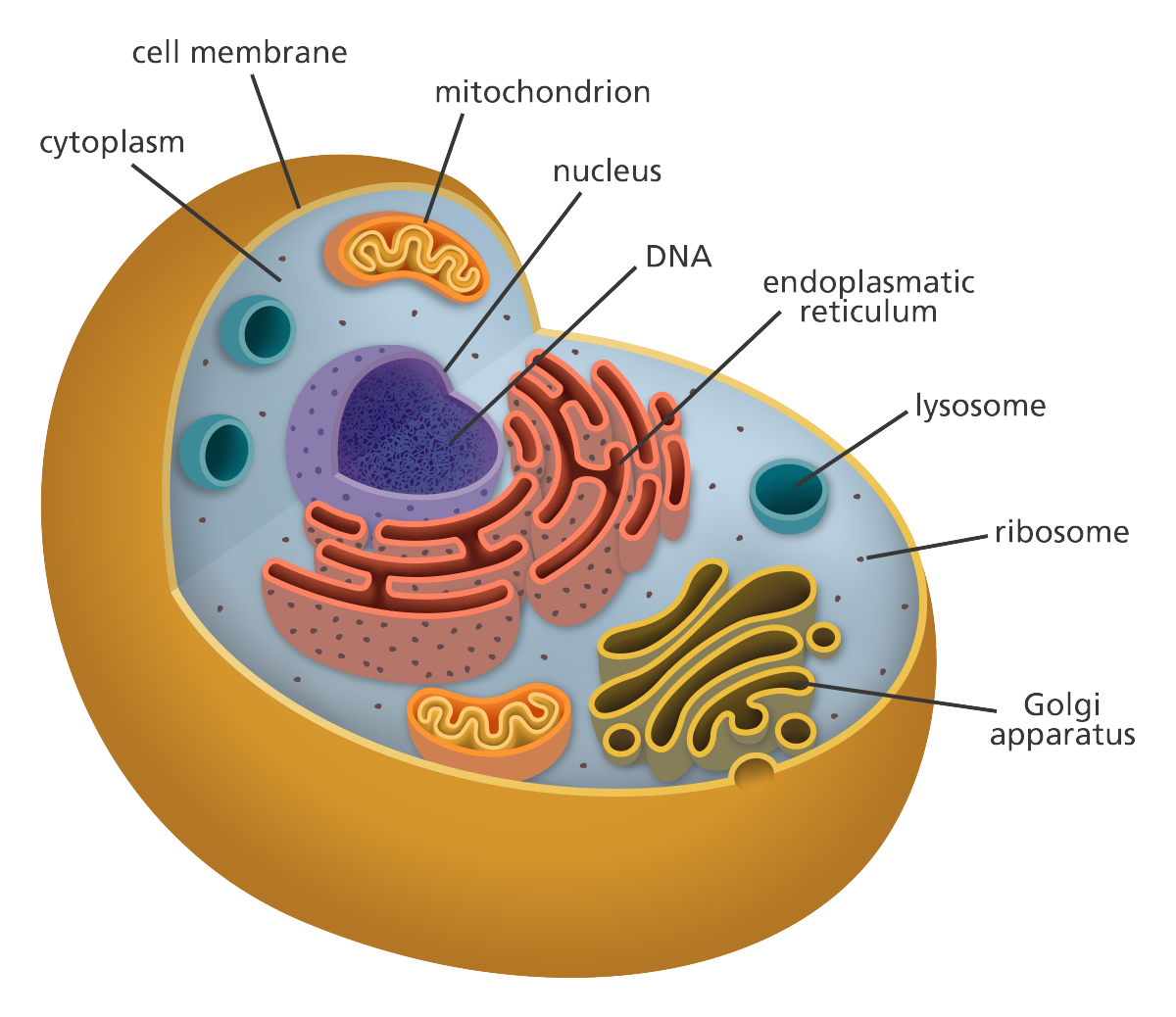 Animal Cell Diagram With Names Animals Cell Labeled Biological - Riset