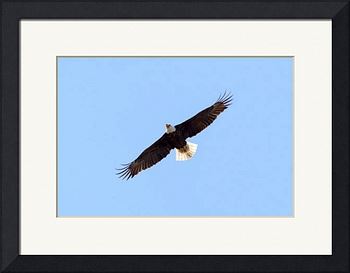 Bald eagle soaring Art Prints by Etched Memories Photo - Lori ...