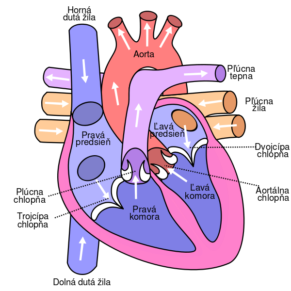 Animal Heart Diagram Labeled - ClipArt Best